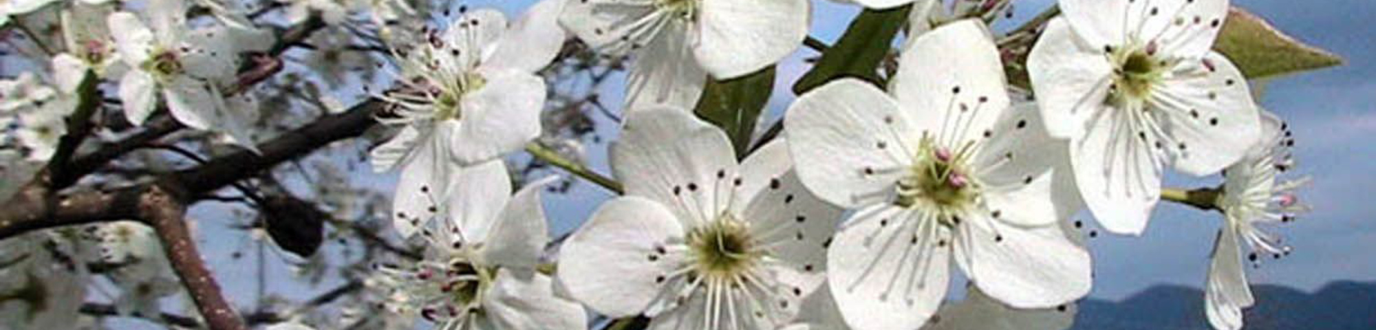 Pyrus calleryana 'Bradford'