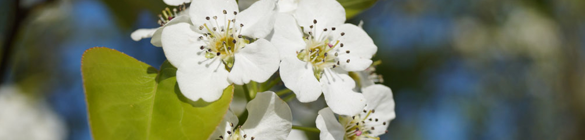 Pyrus calleryana 'Capital'