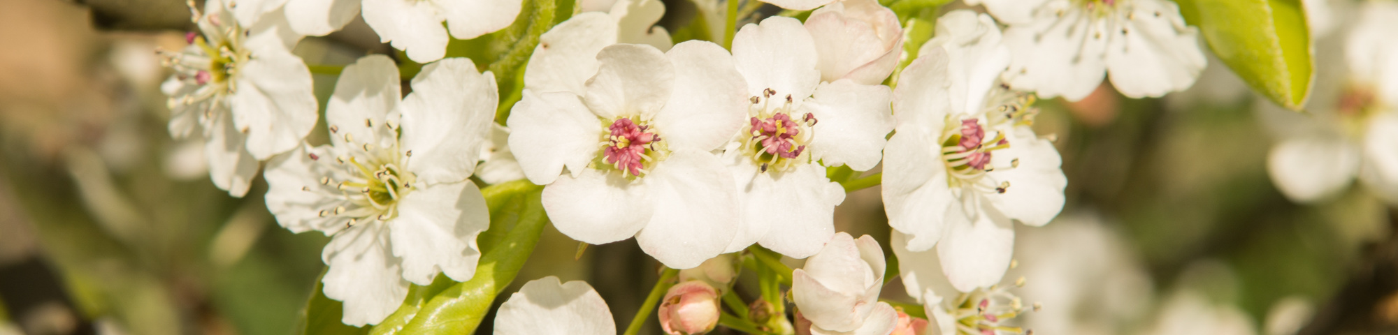 Pyrus calleryana 'Chanticleer'