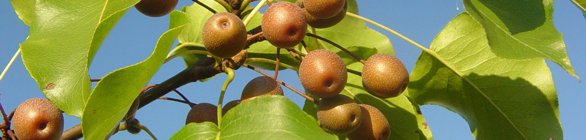 Pyrus calleryana