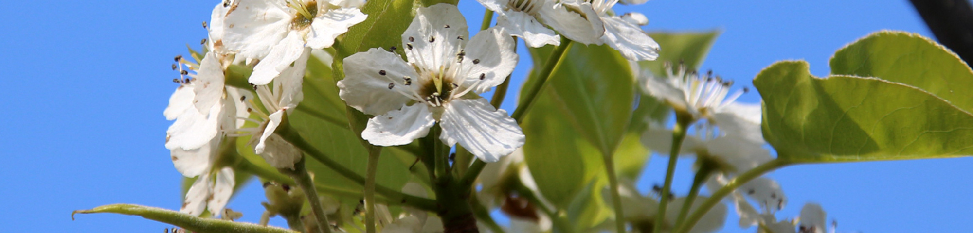Pyrus calleryana 'Redspire'