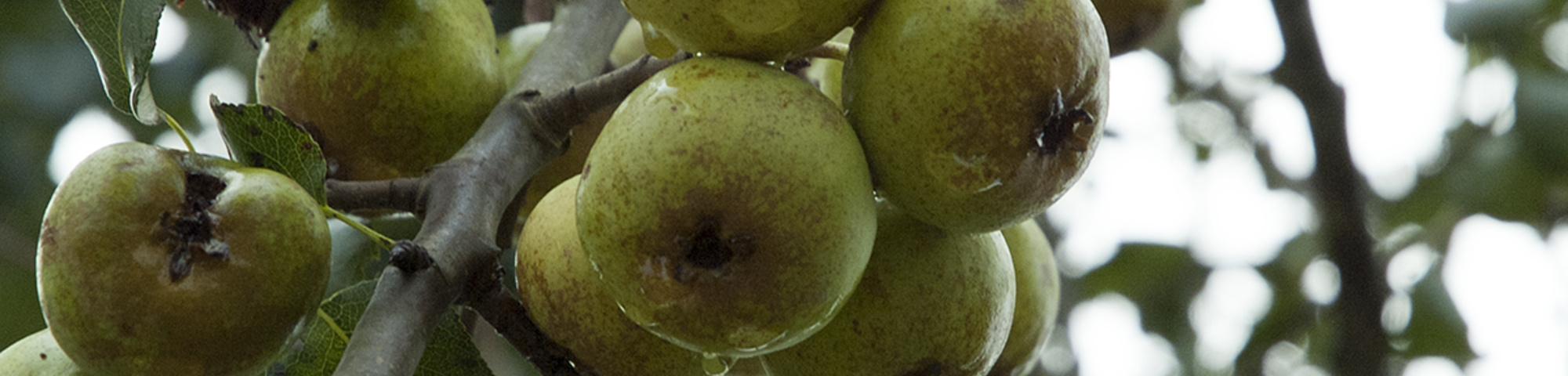 Pyrus communis 'Beech Hill'