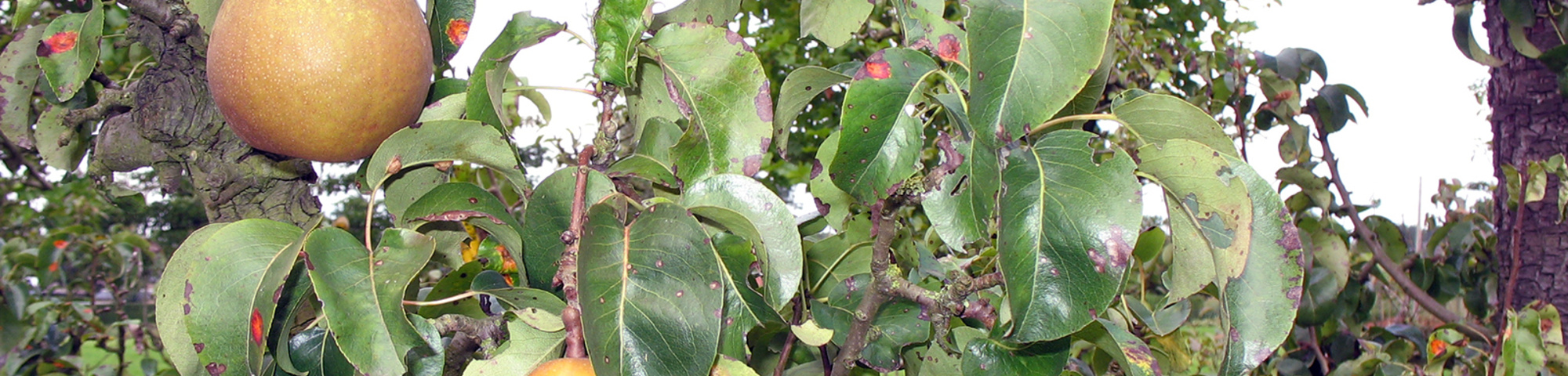 Pyrus communis 'Beurré Hardy'