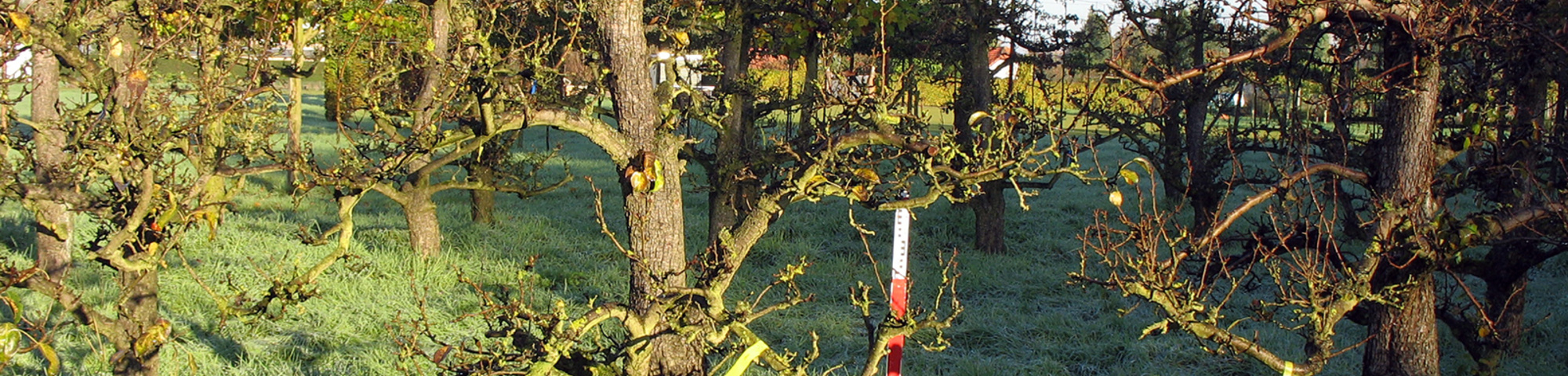 Pyrus communis 'Bonne Louise d'Avranches'