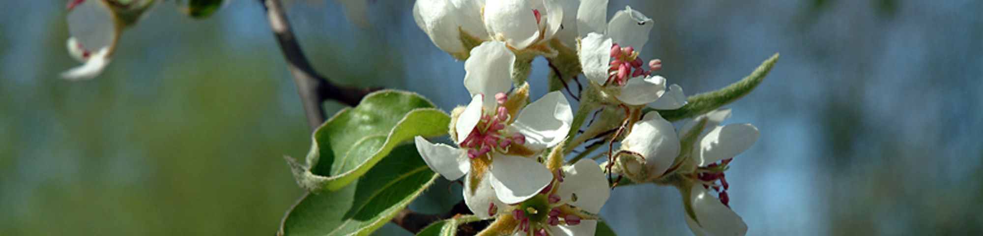 Pyrus communis
