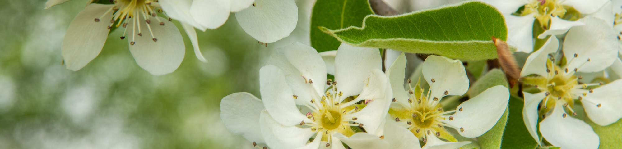 Pyrus communis 'Gieser Wildeman'