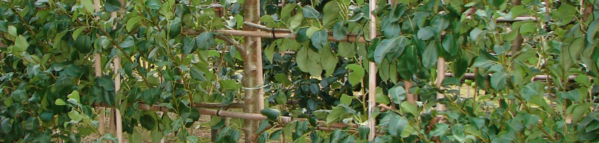 Pyrus communis 'Kruidenierspeer'