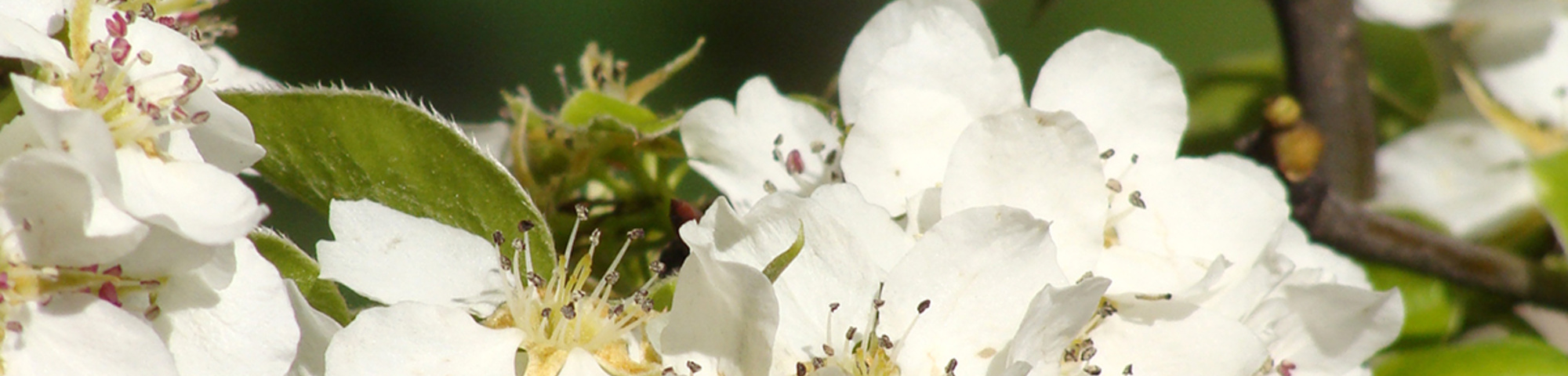 Pyrus communis subsp. caucasica