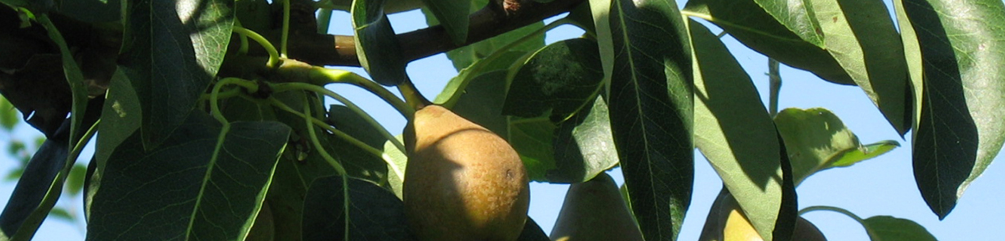 Pyrus communis 'Triomphe de Vienne'