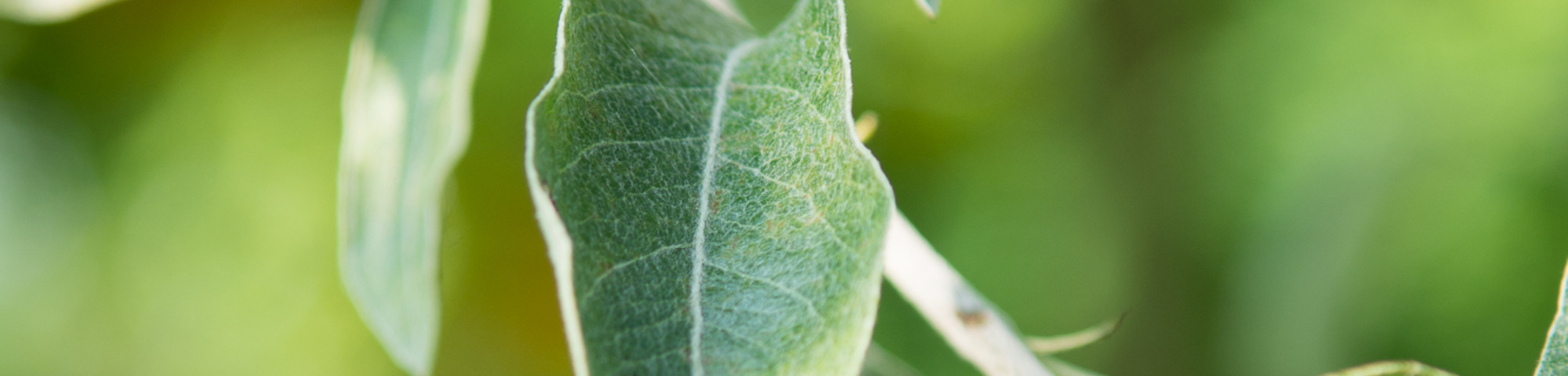 Pyrus elaeagnifolia 'Silver Sails'