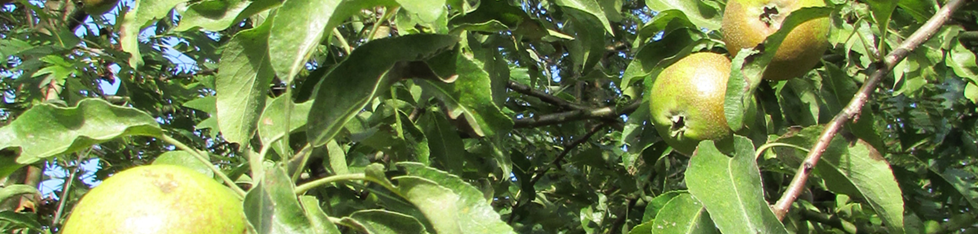 Pyrus nivalis