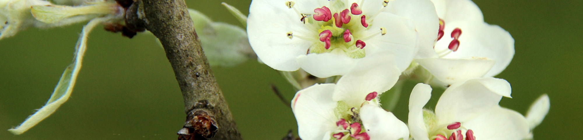 Pyrus salicifolia 'Pendula'