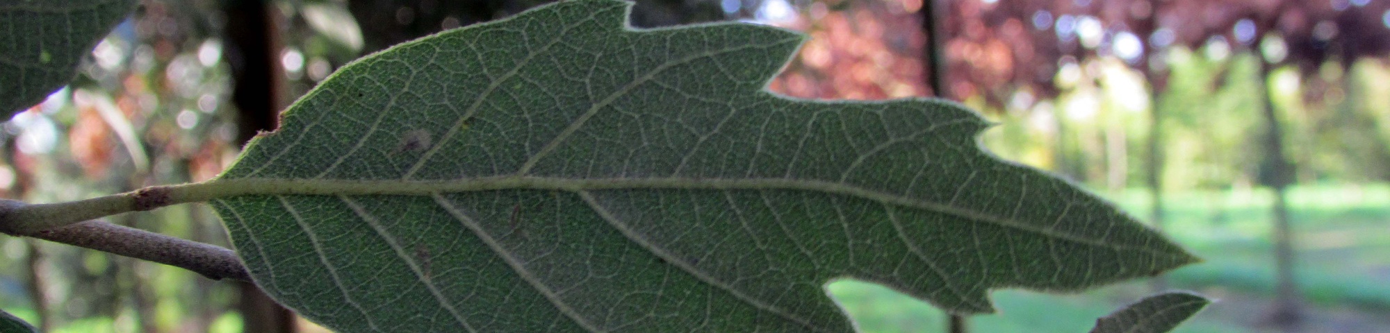 Quercus bivoniana