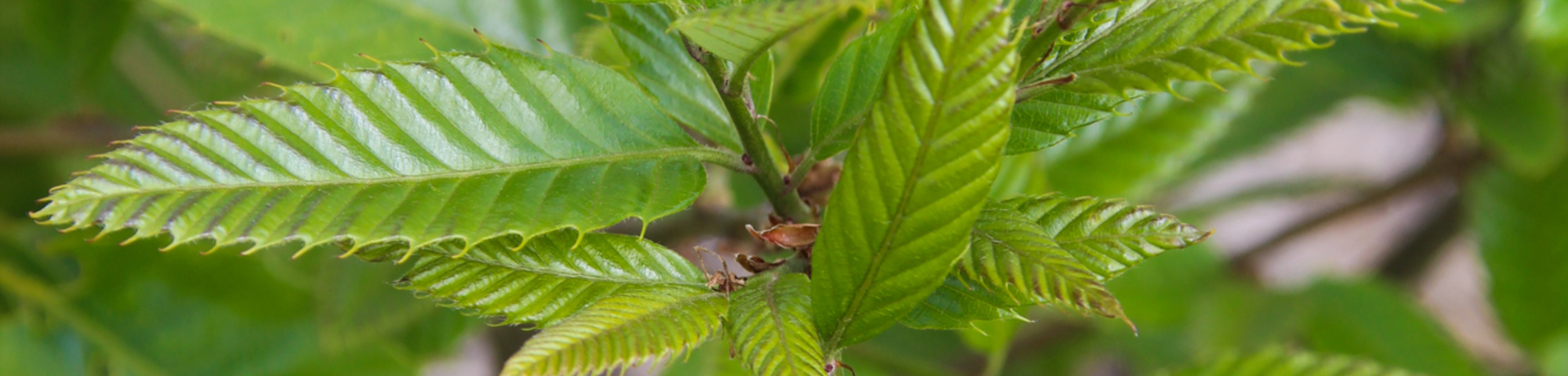 Quercus acutissima