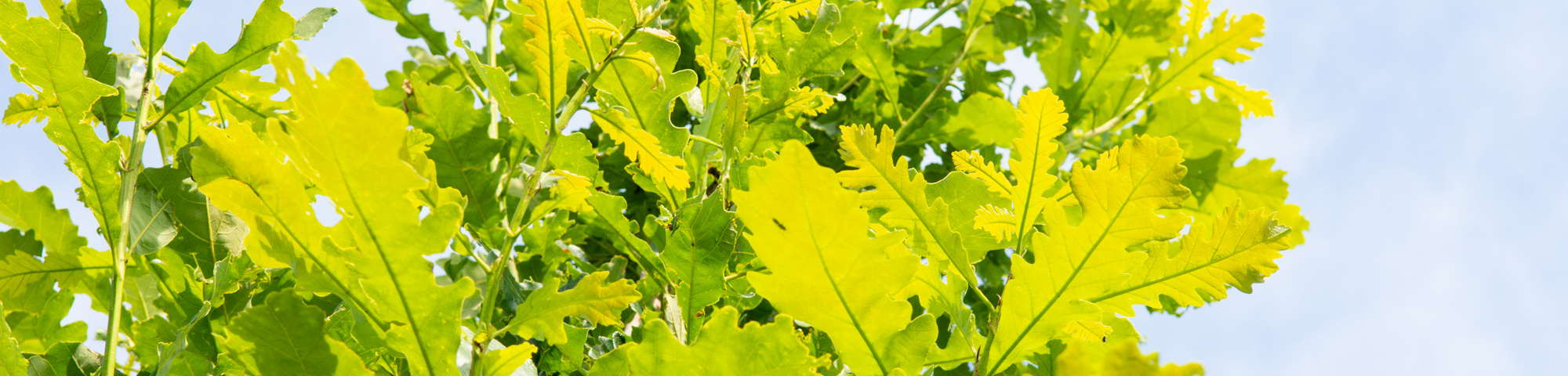 Quercus alba