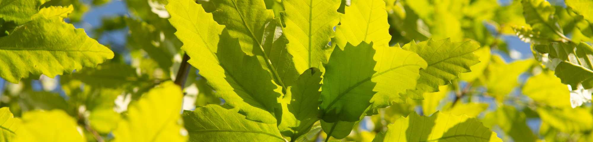 Quercus castaneifolia 'Green Spire'