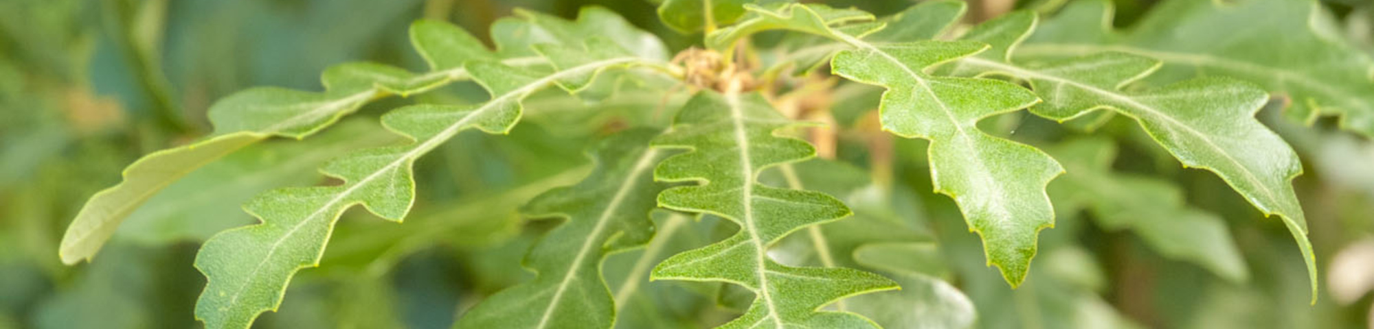 Quercus cerris 'Marvellous'