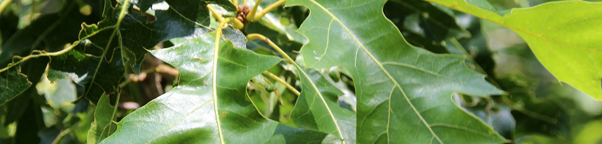 Quercus coccinea 'Splendens'