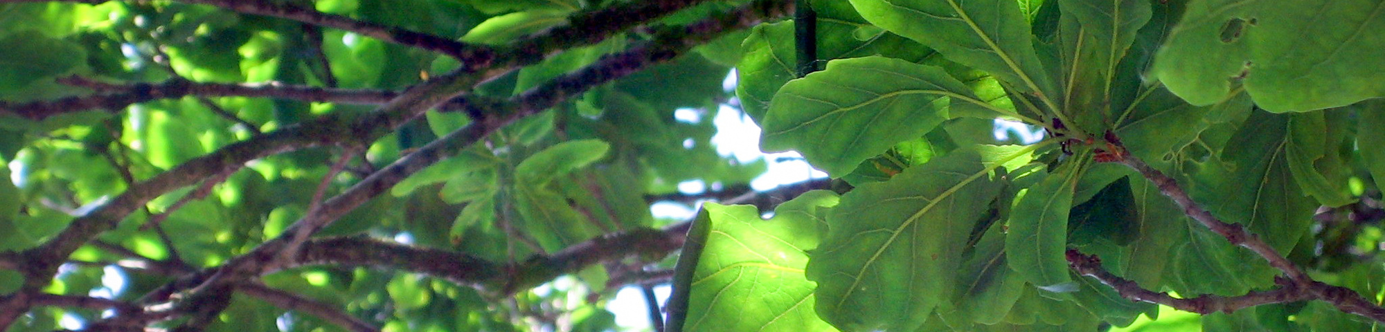 Quercus 'Columna'