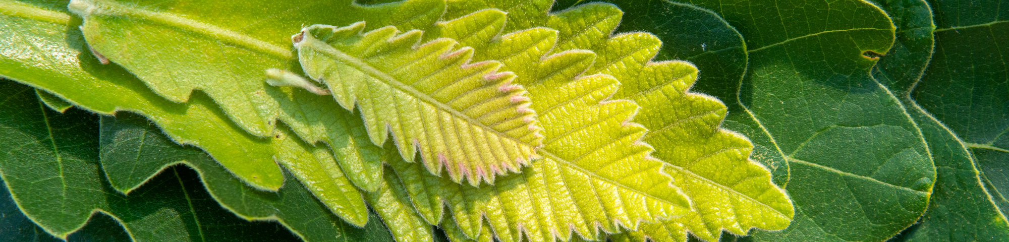 Quercus dentata 'Carl Ferris Miller'