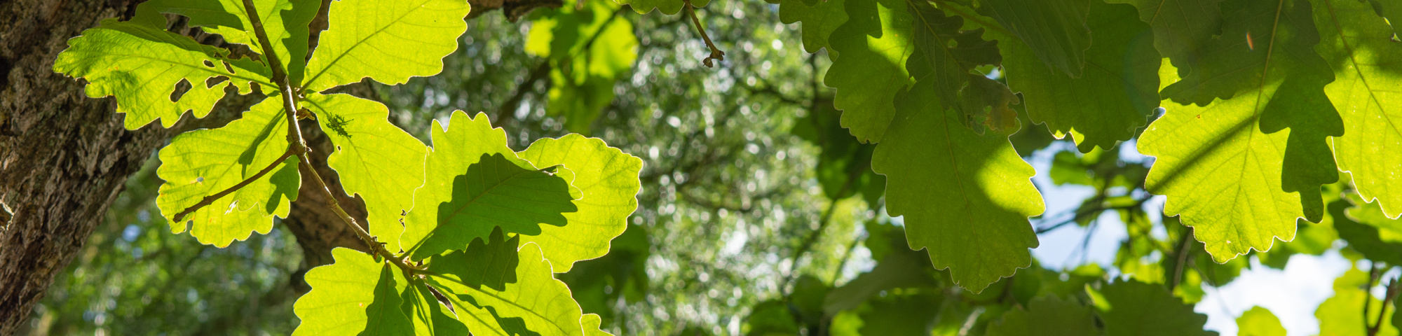 Quercus dentata