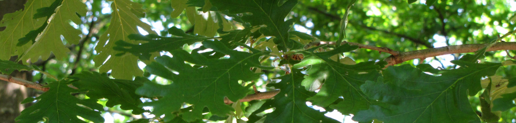 Quercus frainetto 'Trump'
