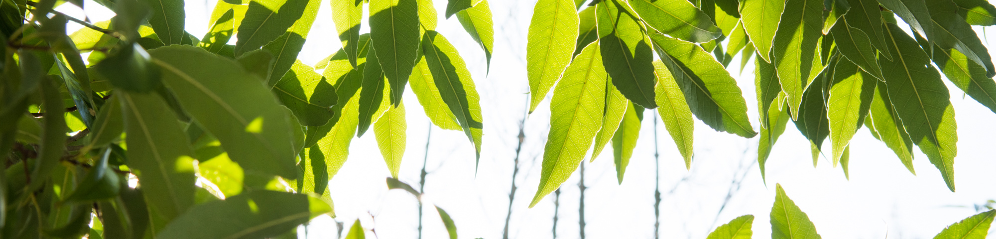 Quercus glauca