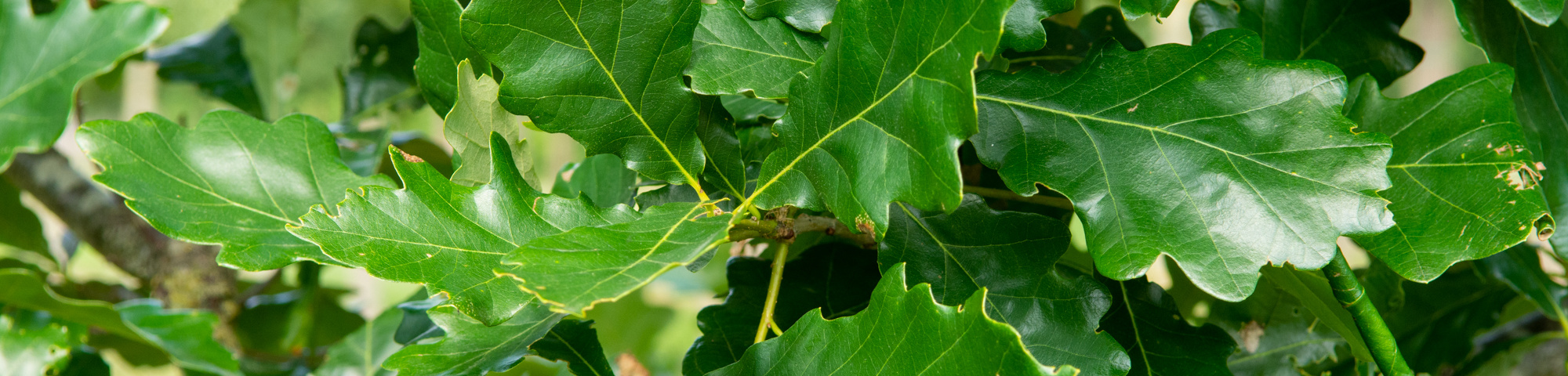Quercus × macdanielii HERITAGE® 