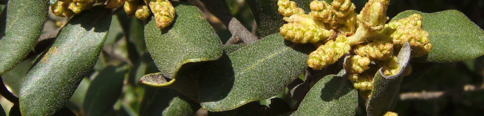 Quercus ilex