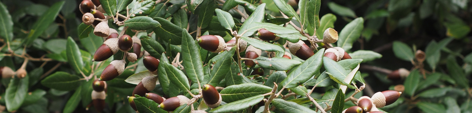 Quercus ilex