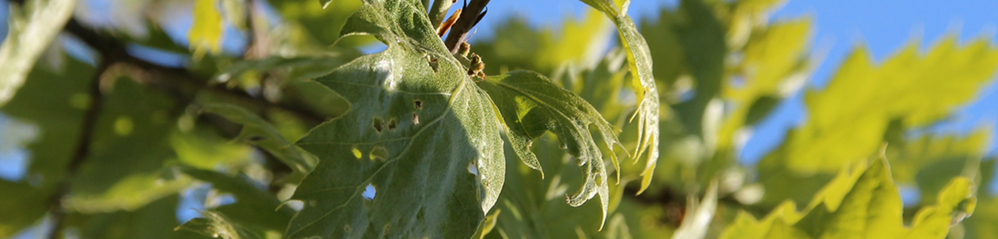 Quercus ithaburensis 'Hemelrijk'