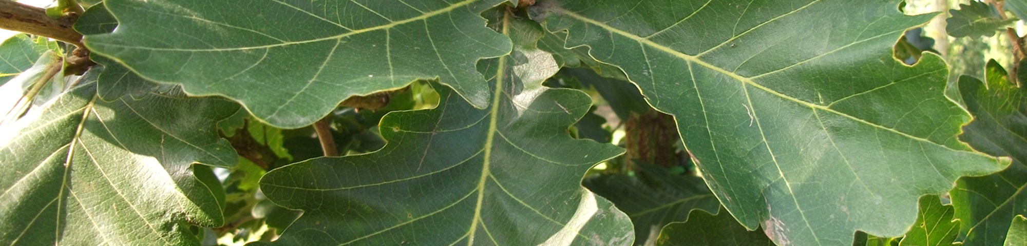 Quercus macranthera