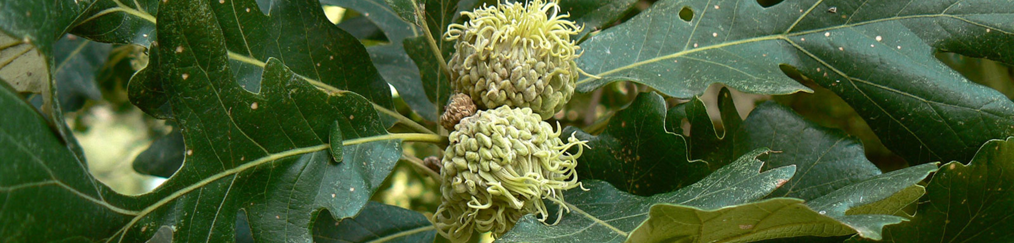 Quercus macrocarpa