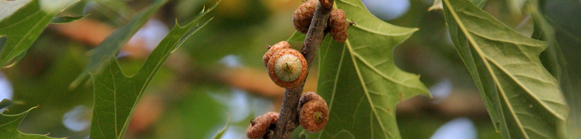 Quercus 'Mauri'