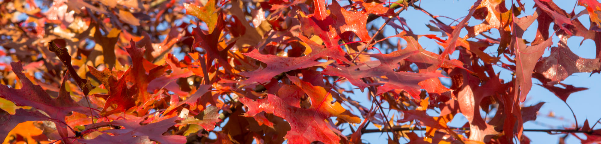 Quercus palustris