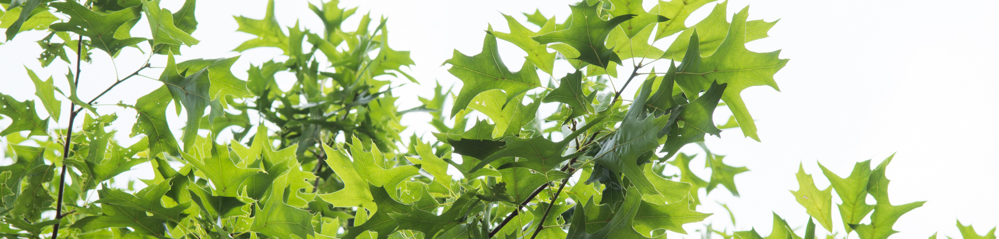 Quercus palustris 'Boxmeer'