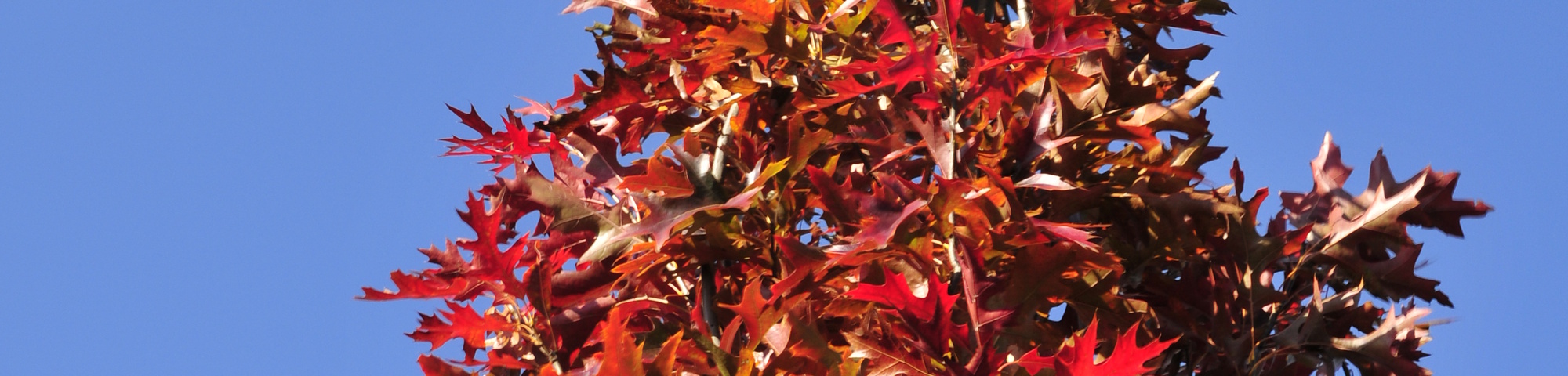 Quercus palustris 'Crownright'