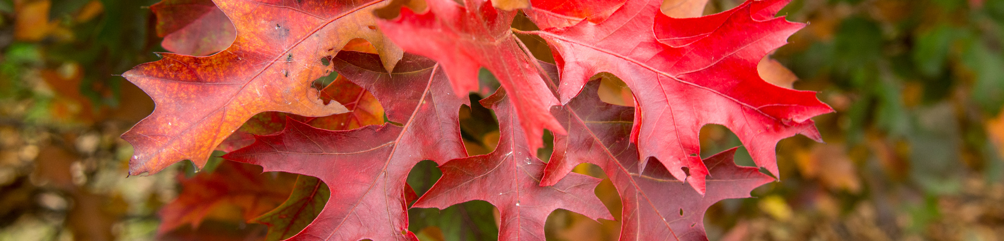 Quercus palustris 'Isabel'