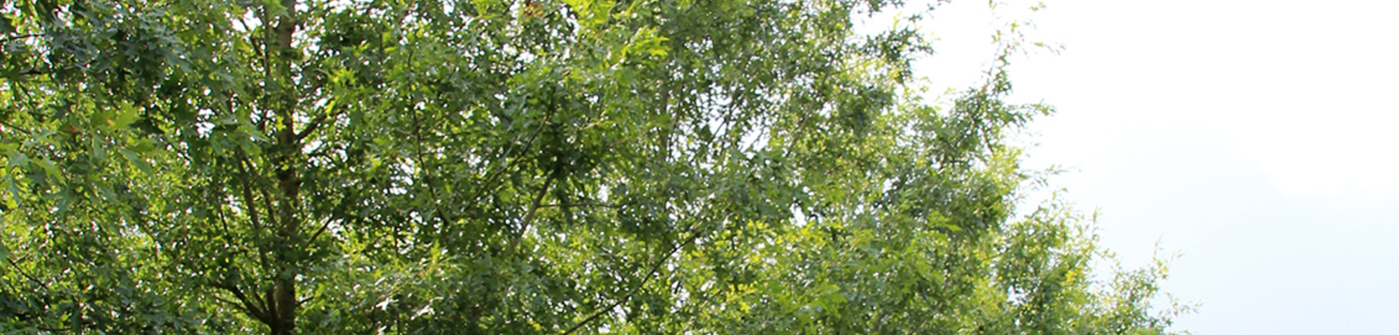 Quercus palustris 'Silhouette'