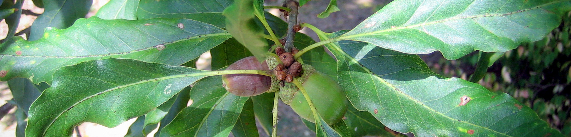 Quercus petraea 'Mespilifolia'