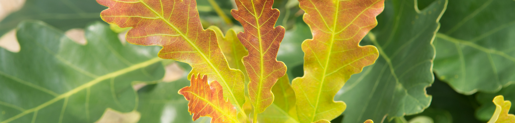 Quercus petraea 'Ryan'