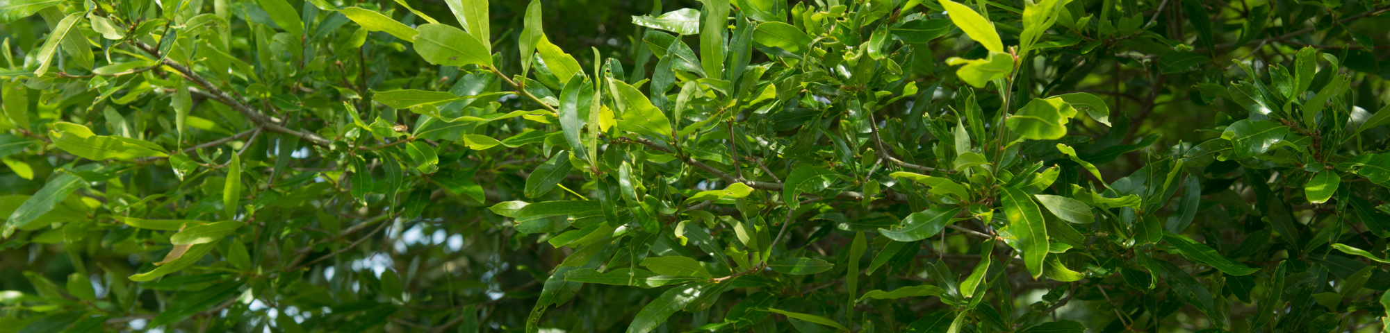 Quercus phellos