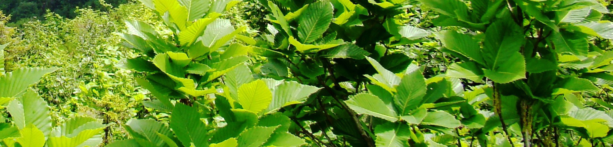 Quercus pontica
