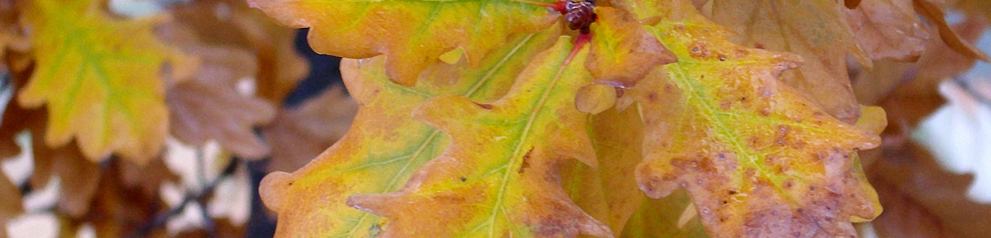 Quercus pyrenaica