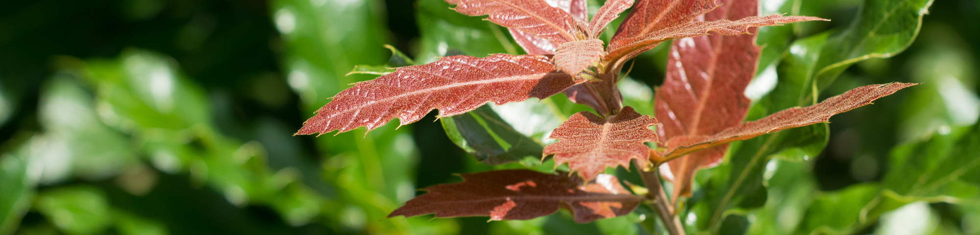 Quercus rhysophylla 'Maya'