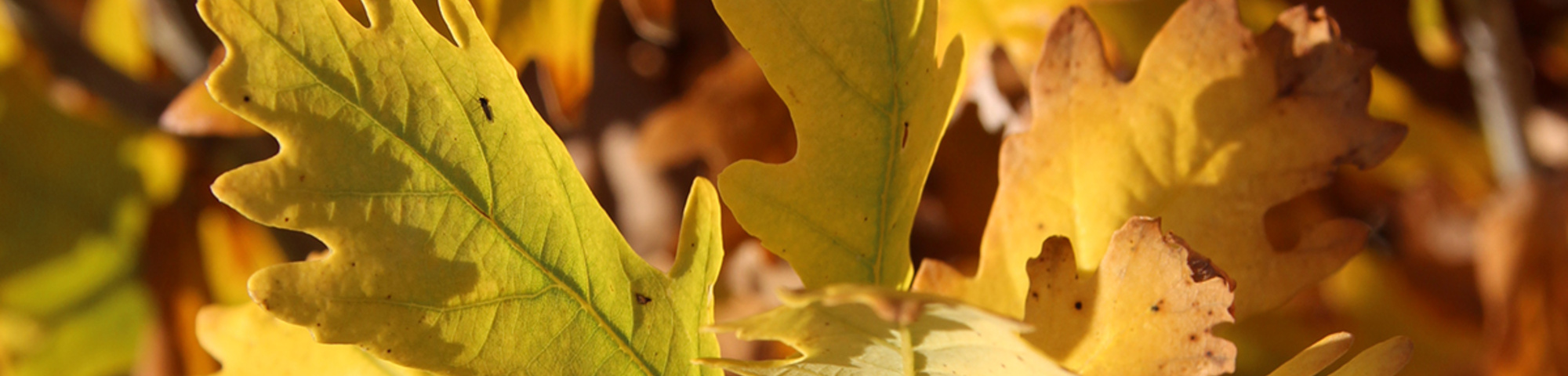 Quercus robur 'Fastigiate Koster'