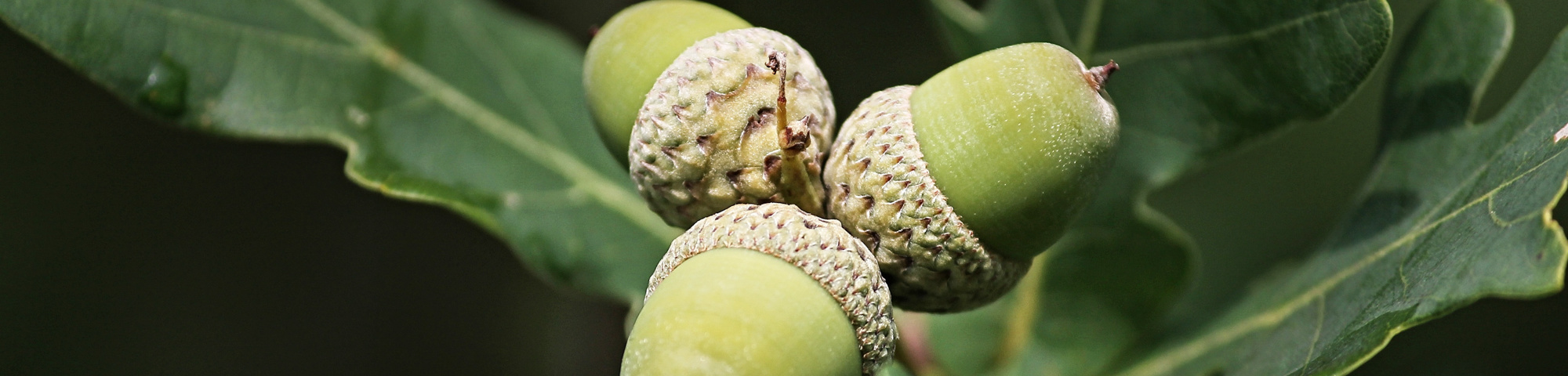 Quercus robur