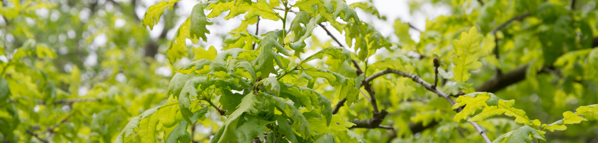 Quercus robur 'Pendula'