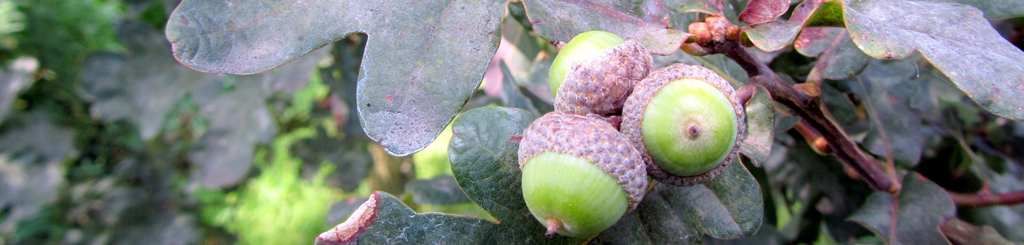 Quercus robur 'Purpurascens'