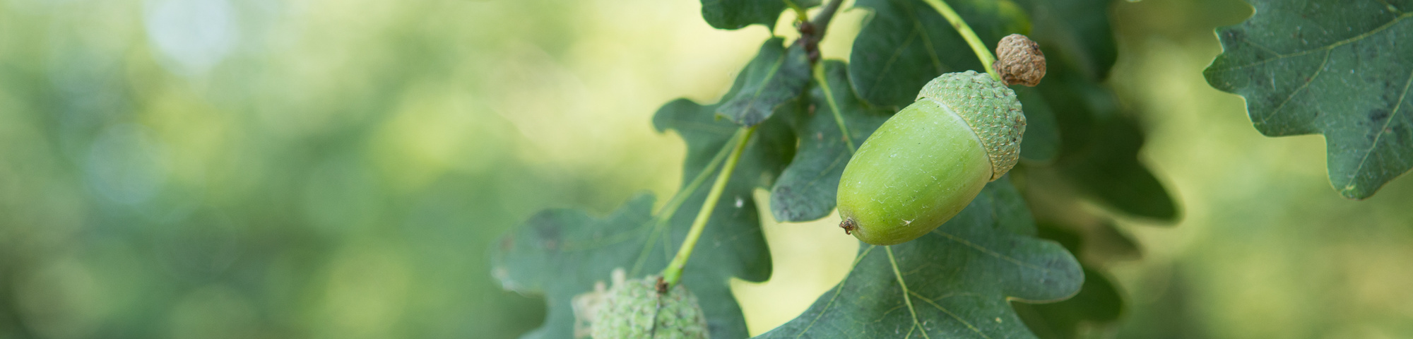 Quercus robur sel. Deurne